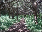 Тис относится к&nbsp;числу ядовитых растений