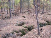 Рачейский бор
