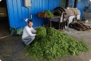 Чайная фабрика. Пхонгсали. Лаос