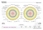 диаграмма работы всех систем организма