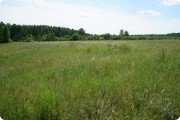 За этим лугом, за&nbsp;кустами скрывается в&nbsp;недрах земли "Алатырь-камень"