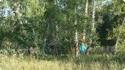 Место силы в&nbsp;Кирзинском лесу