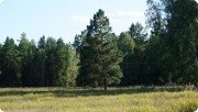 Чёрная сосна, место инициаций