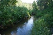 Речка Кирзушка, течёт через лес