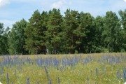 Сосновая роща
