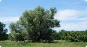 Великая ива, очень огромная