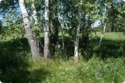 Медитация в&nbsp;берёзовой куще, возможно здесь и&nbsp;был древний храм