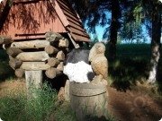 Вещий ворон