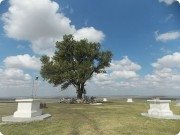 Одинокий тополь