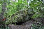 Тюлень