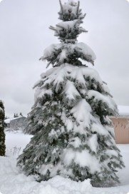 Мировое Древо