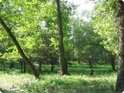 Шакинская дубрава