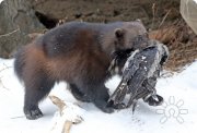 мой тотем