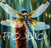 Марафон PRO_Явись. онлайн