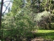 Лес за&nbsp;забором(без клещей))