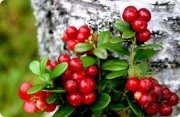 Брусника | Эзотерическая мастерская