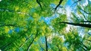 Клиника неврозов "Сосновый бор"