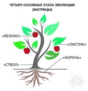 Четыре основных этапа эволюции души