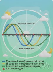 Циклы ритмов человека